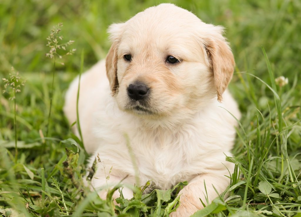 Best Guide for Bell Training Puppy |