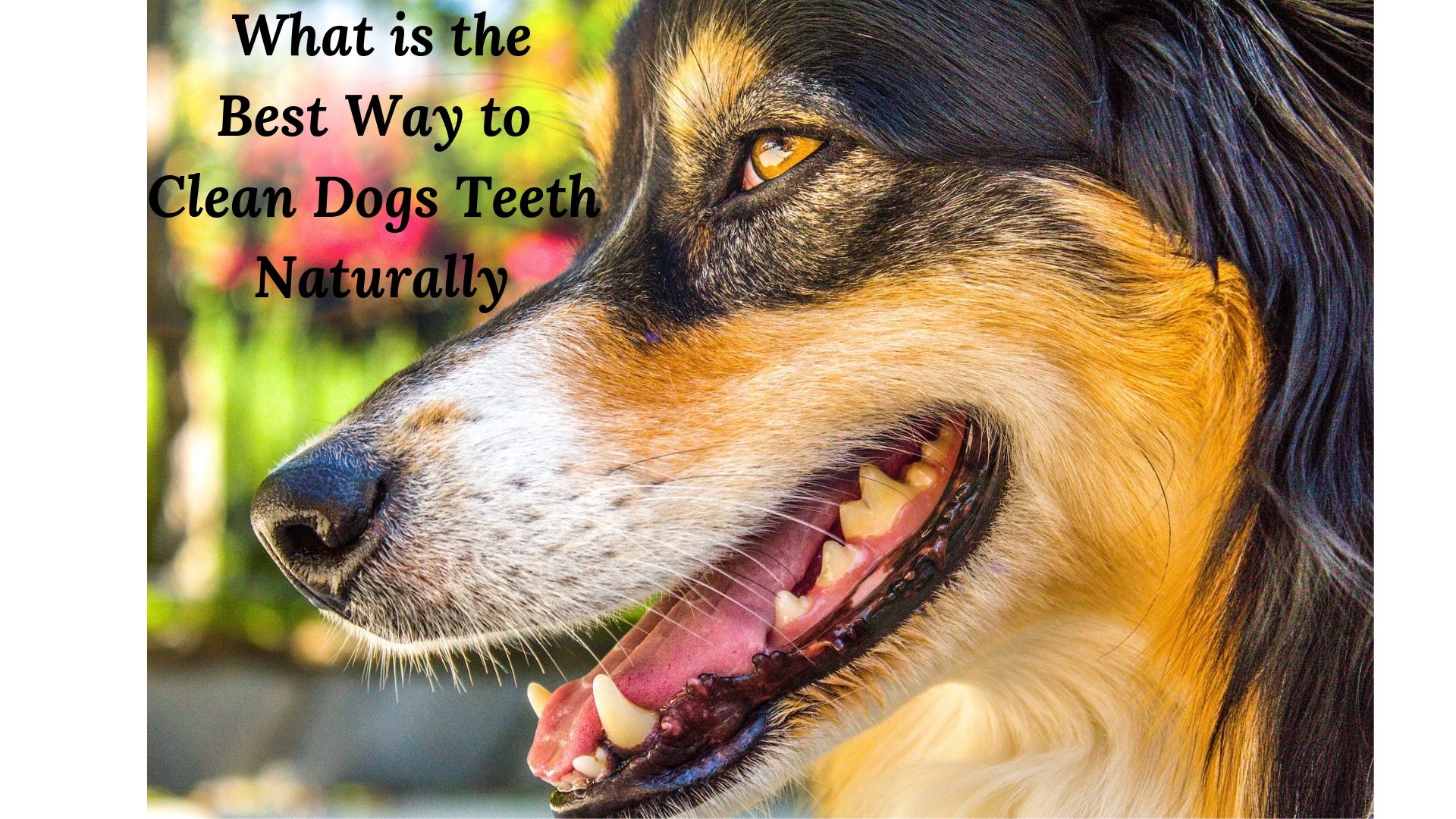 What id the best way to clean dogs teeth