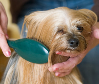 How to Get a Dog’s Hair to Grow Back … QUICKER |