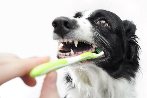can you brush a dog's teeth with human toothpaste
