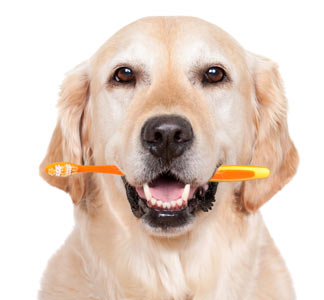 How to Clean Dogs Teeth in 9 Easy Steps? |