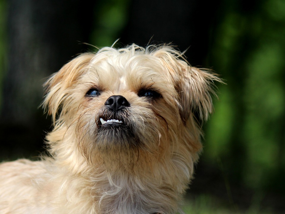 Rough Exterior .. Golden heart: Your Guide to Wire Haired Dogs |