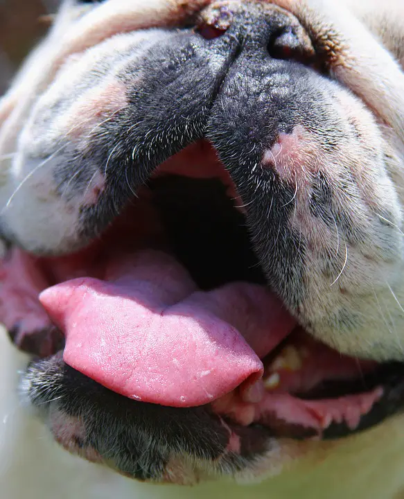 Do Dogs Teeth Grow Back? ... Depends! |