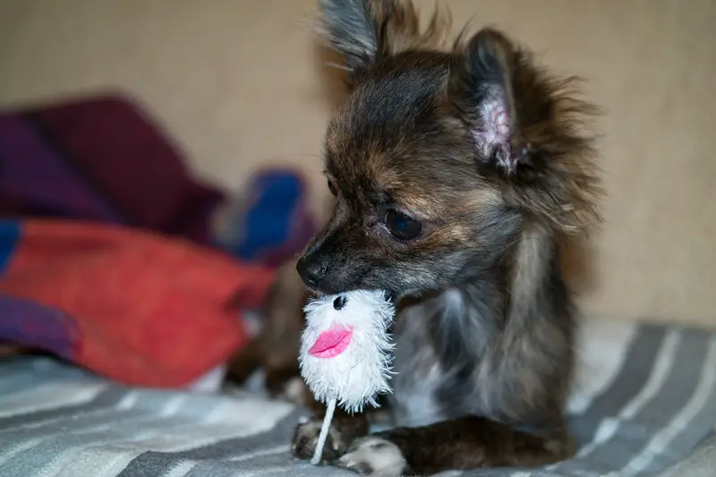 puppy chewing on a toy with his. do dogs lose their baby teeth