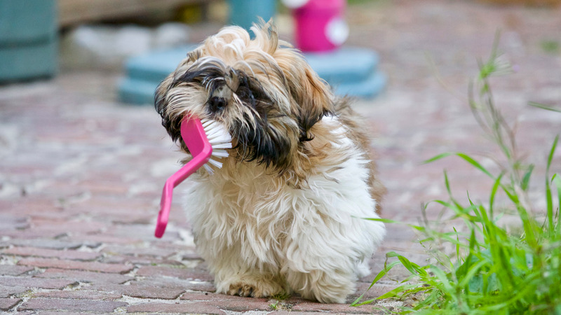 Everything You Need to Know about Dog Baby Teeth |