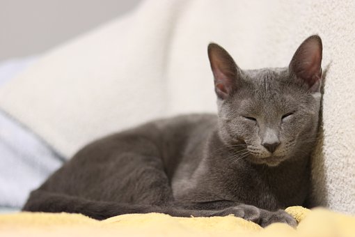 Grey and white cat breeds Russian Blue