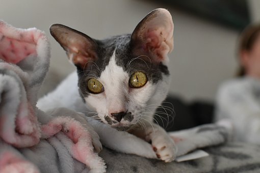 Grey and white cat breeds Cornish Rex