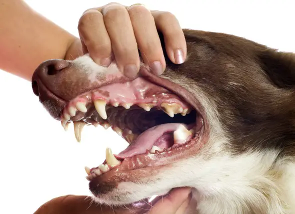  woman opening dog mouth reveling bad dog teeth