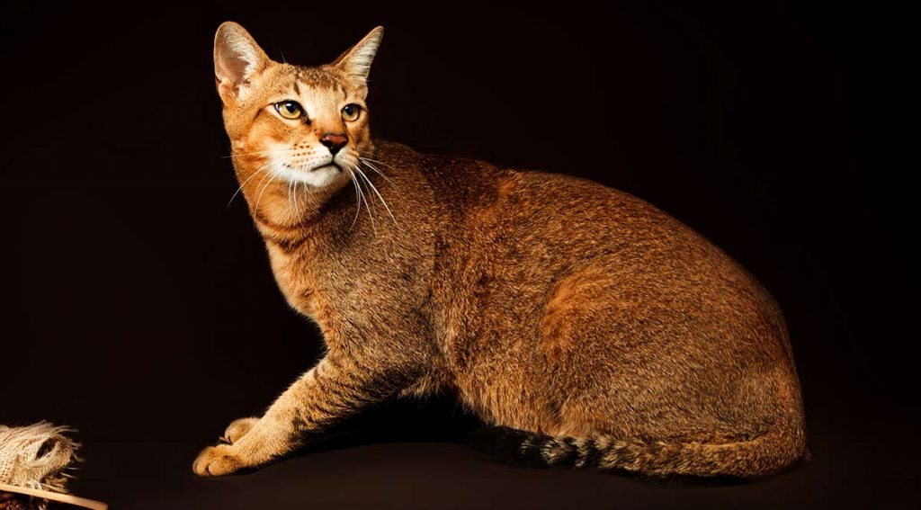 largest domestic cat breed