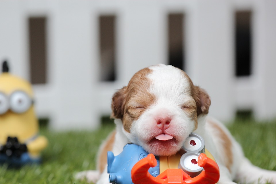 cute puppy playing. dog baby teeth
