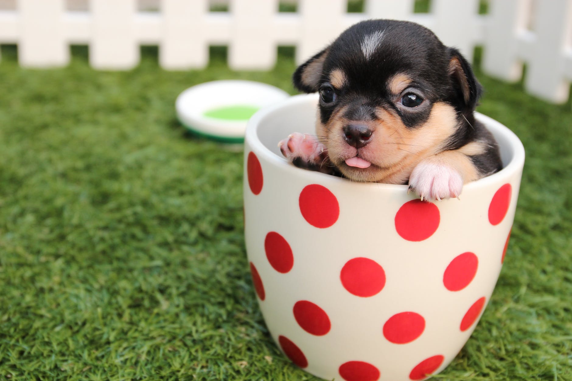 puppy Boxer in a cup. Boxer puppy training