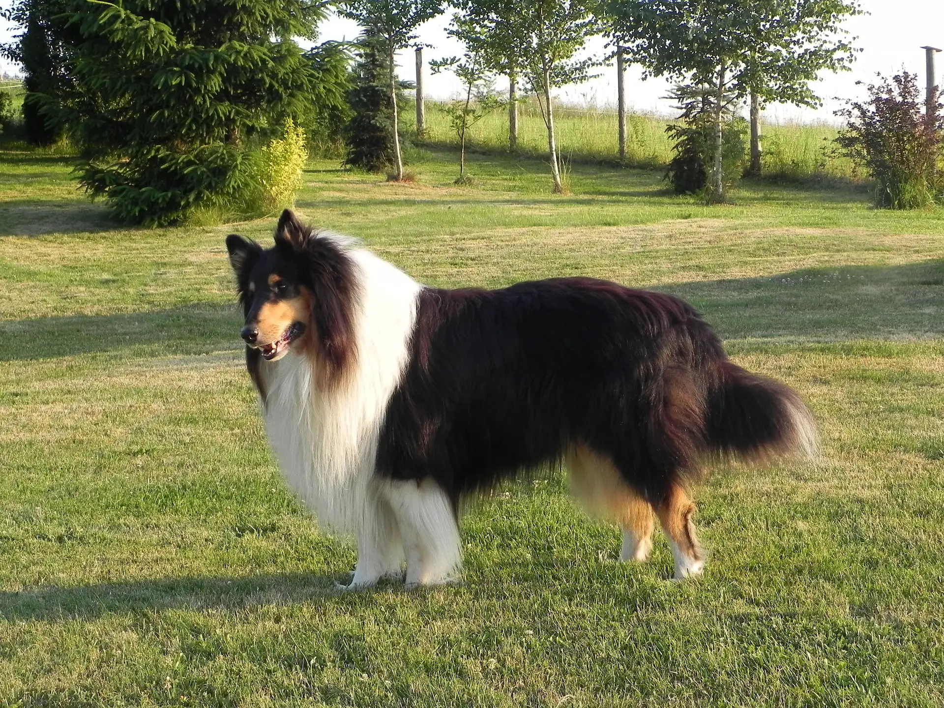 Why Big Dogs with Long Hair Needs More Attention? |