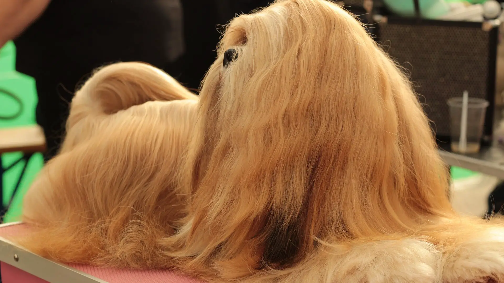 Long Haired Dog Breeds that Look Like Style Icons! |
