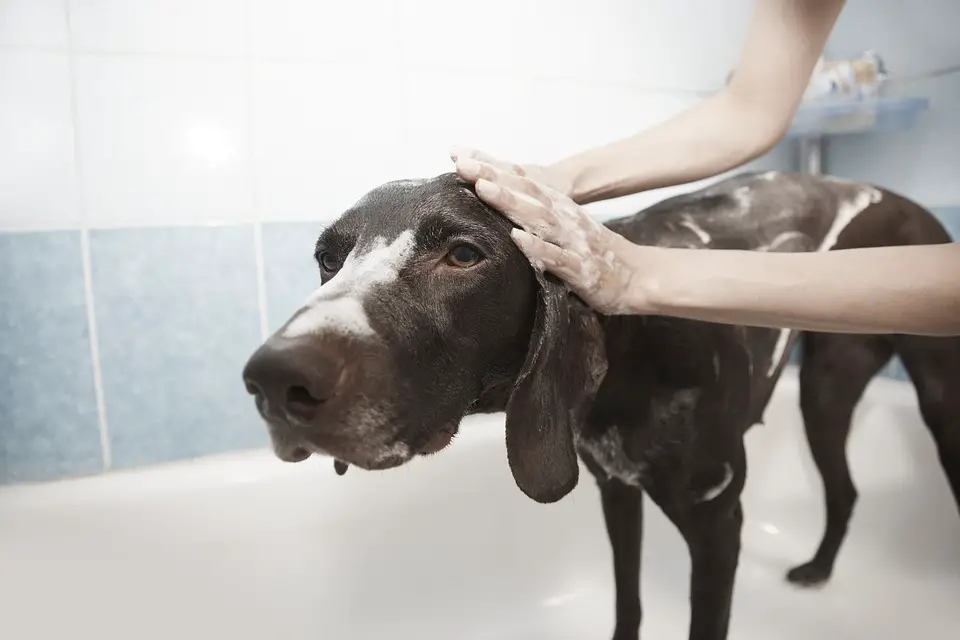 woman bathing a dog as part of how to groom a dog