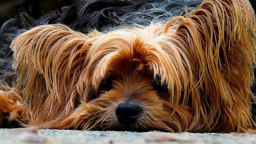The Most Beautiful 7 Long Haired Dog Breeds |