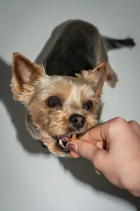treating a dog after a good brushing session as part of how to clean dogs teeth