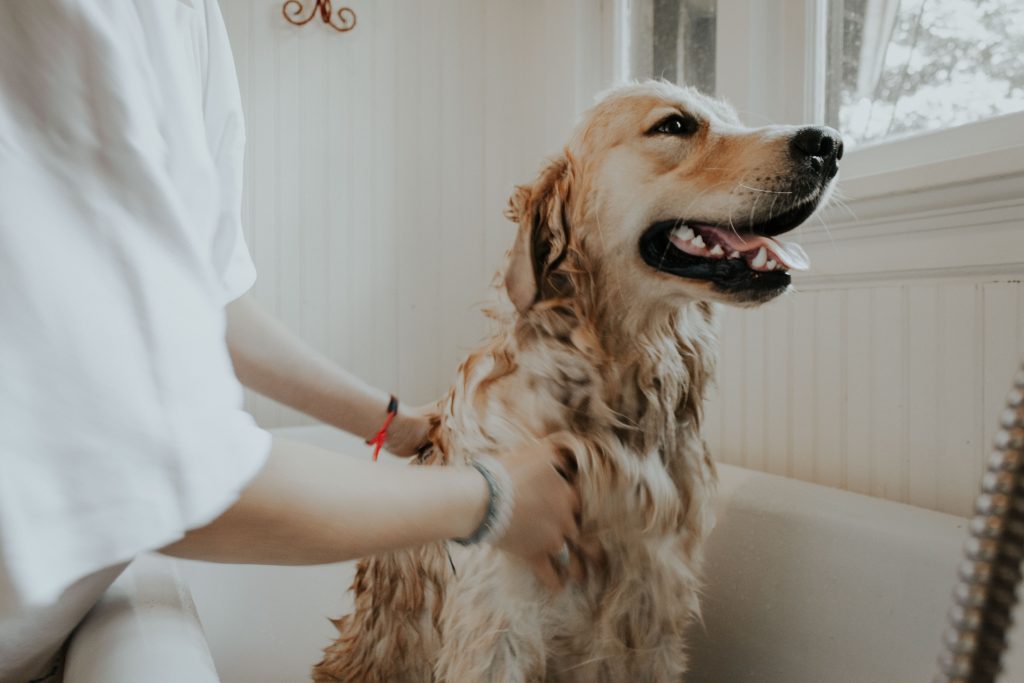 Do dogs have hair or fur: Giving dog baths