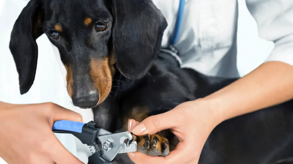 How to Clip Dog Nails that Are Black: The Best Way |