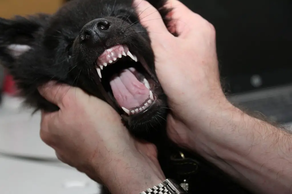 dog grinding teeth: examining dog's teeth