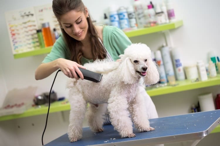 woman grooming a dog. how much does dog grooming cost