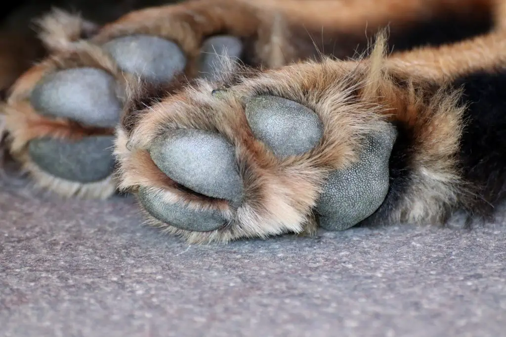 Why Do Dogs Lick Their Feet And Paws? |