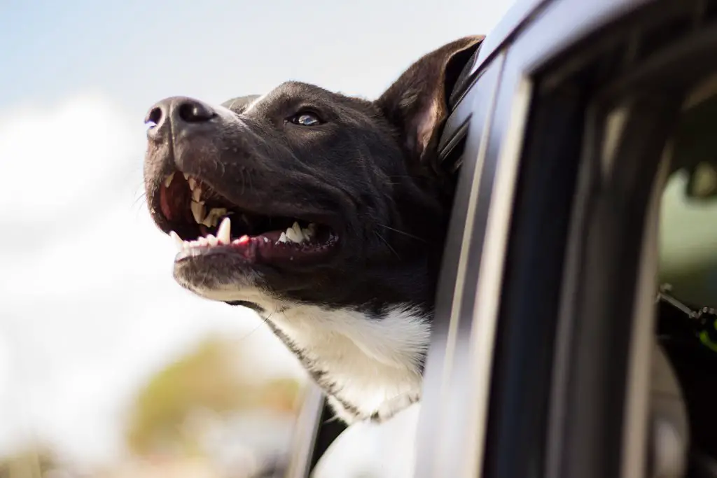 Do Dogs Teeth Fall Out? When to Consider a Visit to The Vet. |