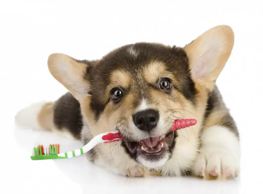 how often to brush dogs teeth