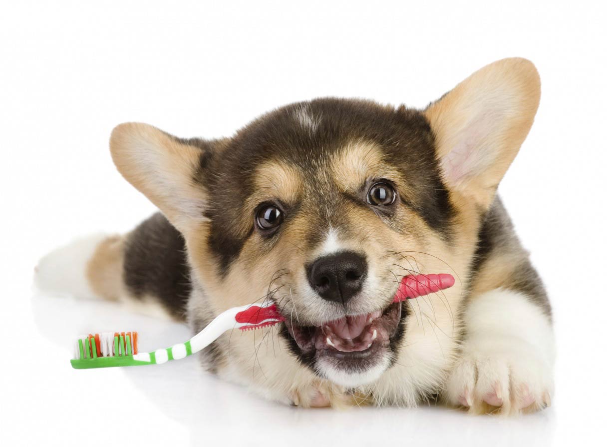 10 Simple Steps For How To Brush Your Dog's Teeth |