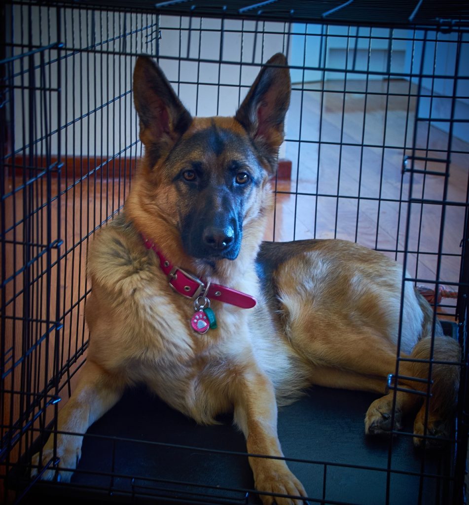 dog training boarding: Dog in crate