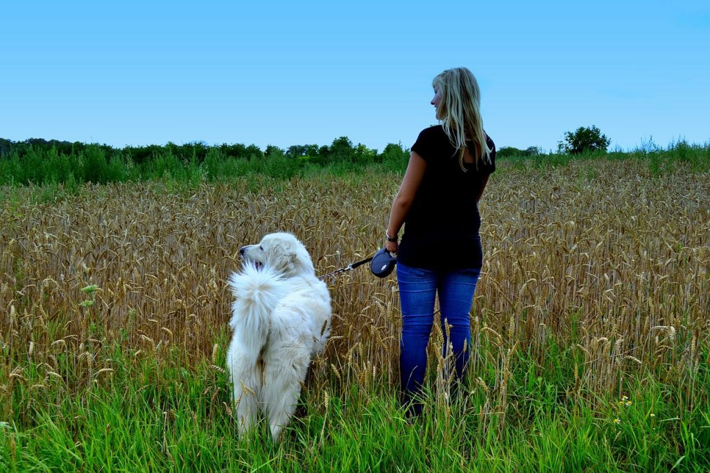 4 Popular Dog Training Techniques Will Help You |