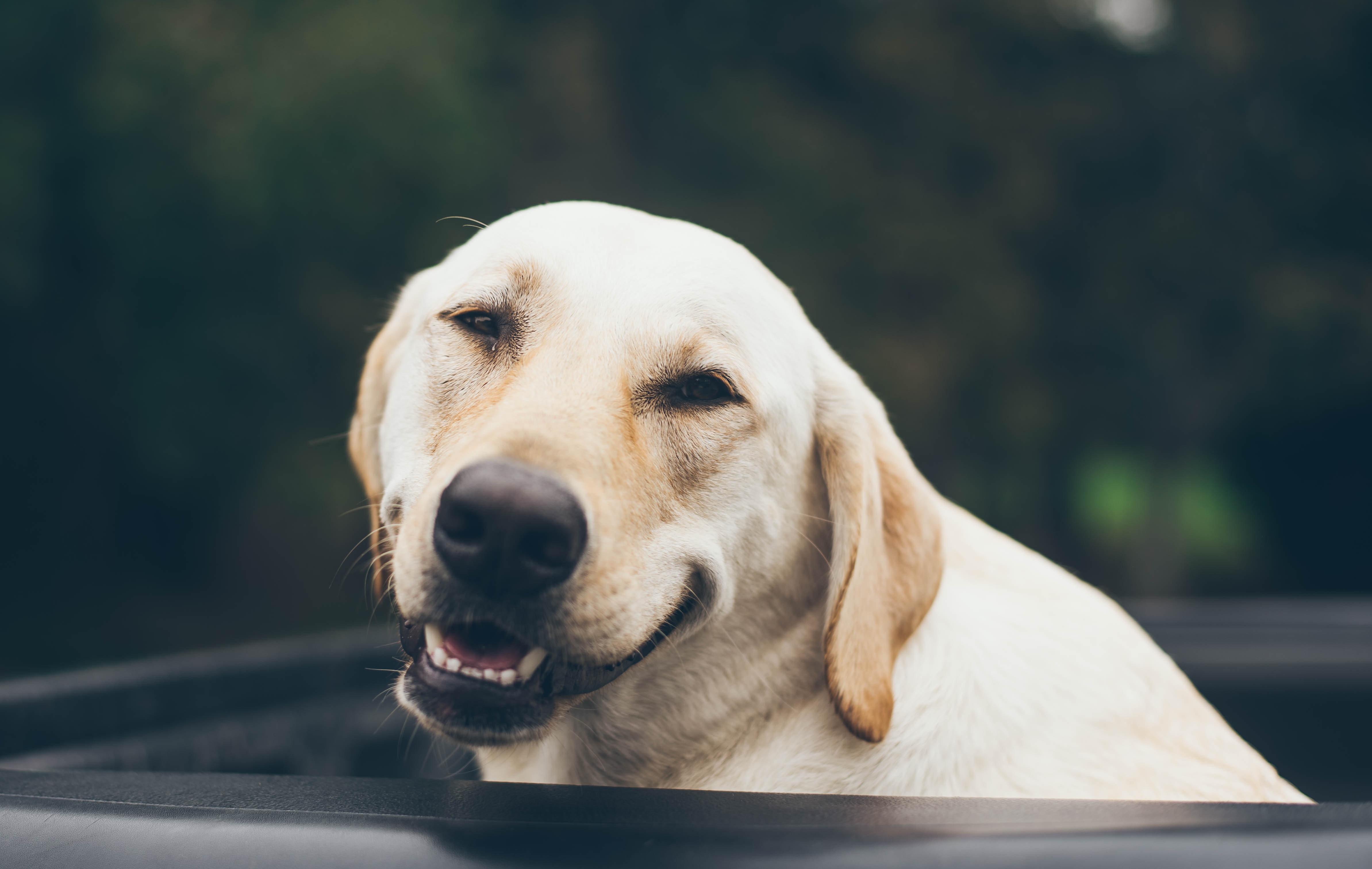 What is Periodontal Disease in Dogs?