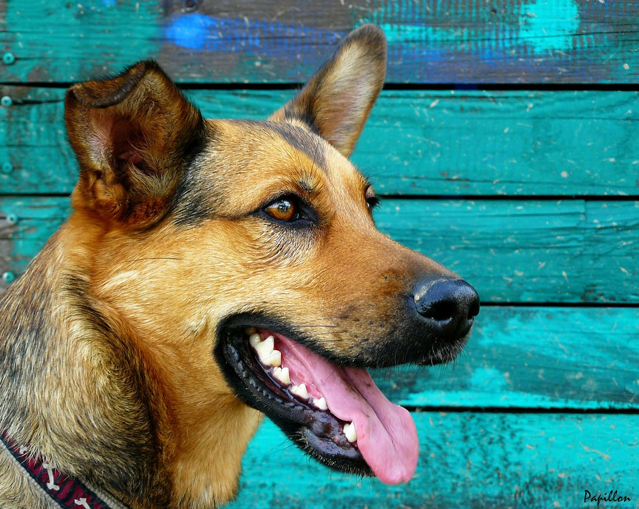 how to clean your dog's teeth naturally