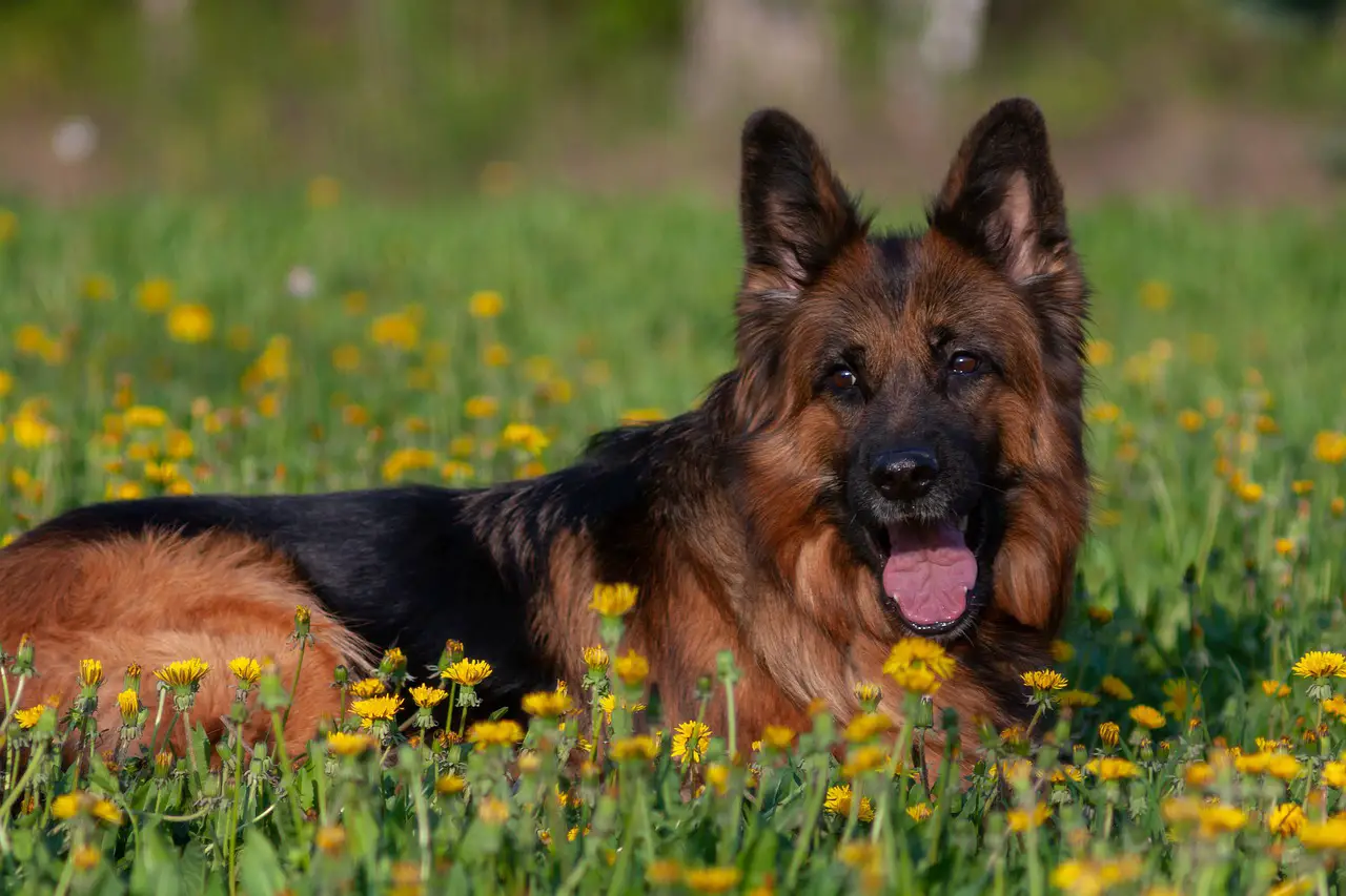 A Comparison of Dogs that Look like German Shepherds | Glamorous Dogs