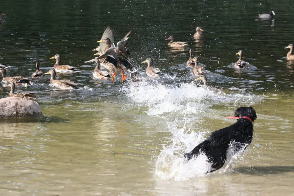 duck dog training