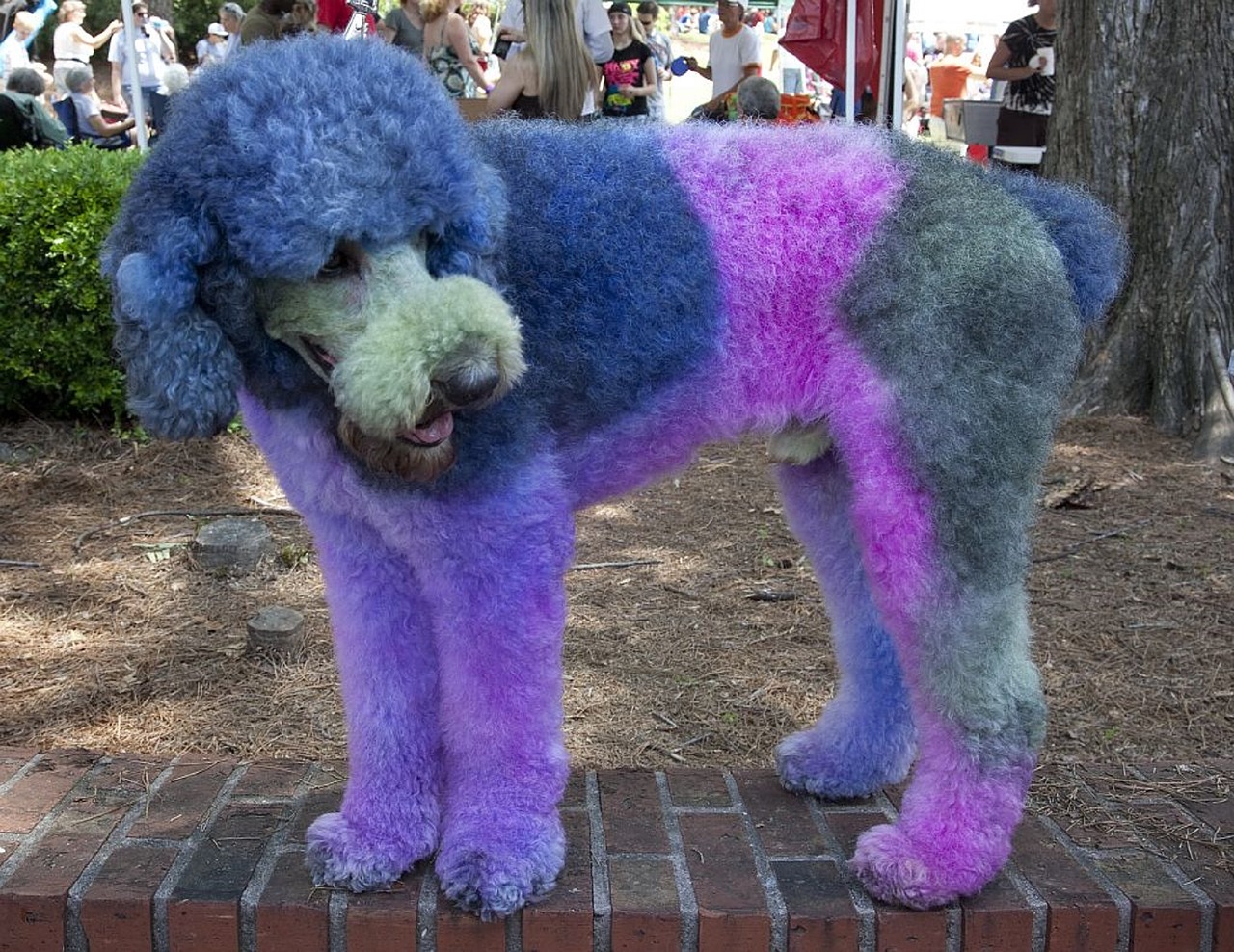 Dog hair dye