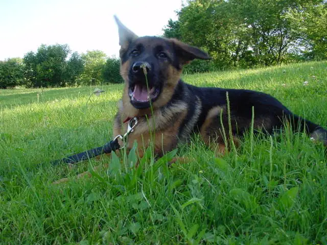 easiest dog breeds to train: German Shepherd