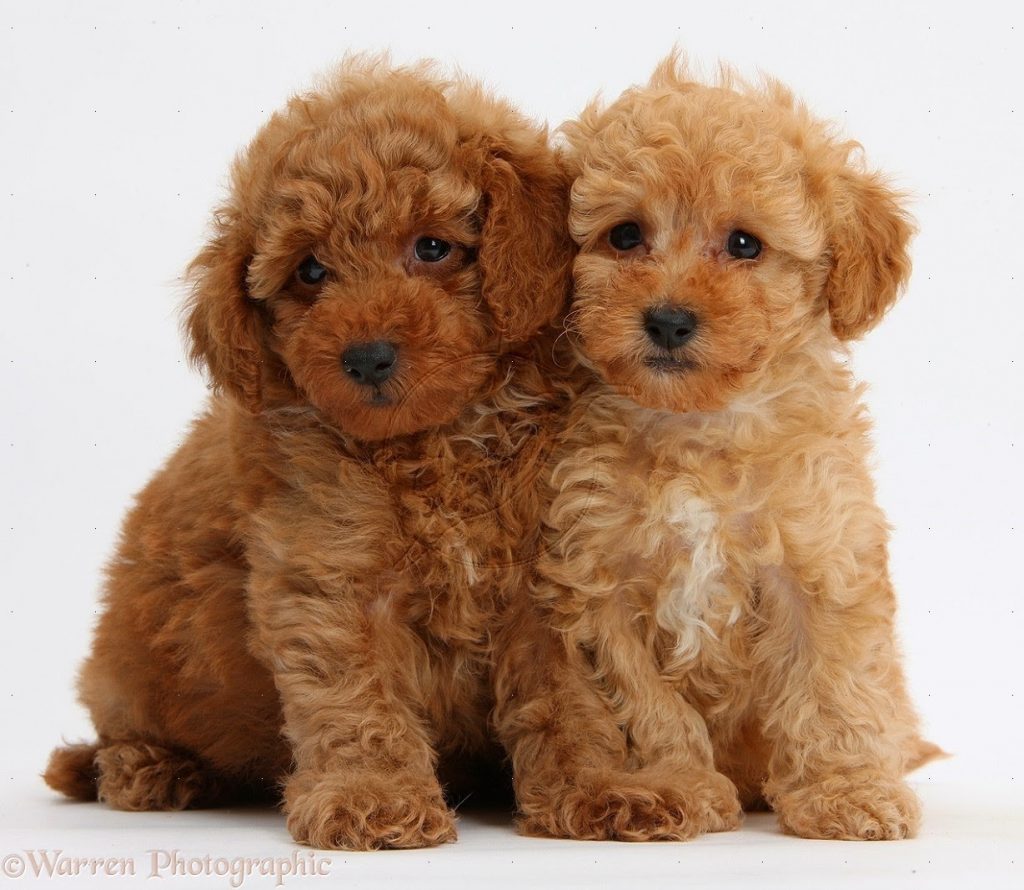 easiest dog breeds to train: Poodle