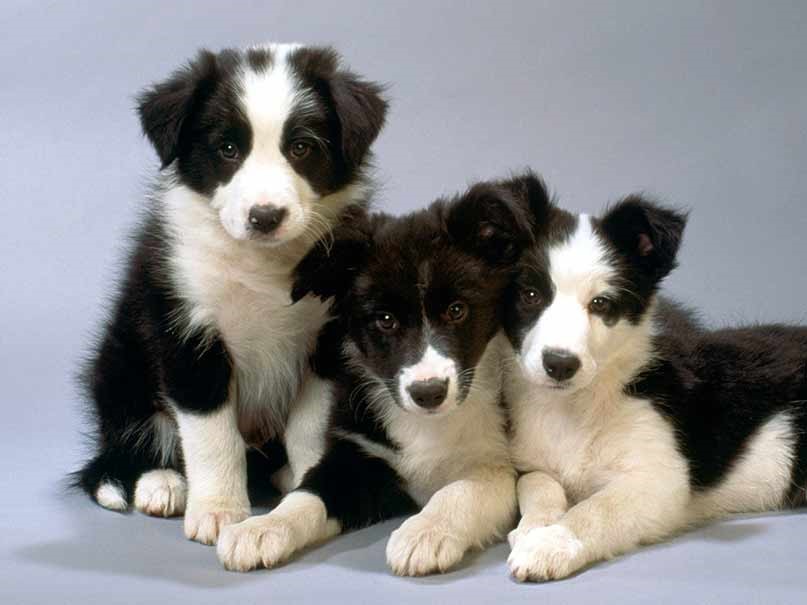 easiest dog breeds to train: Border Collie