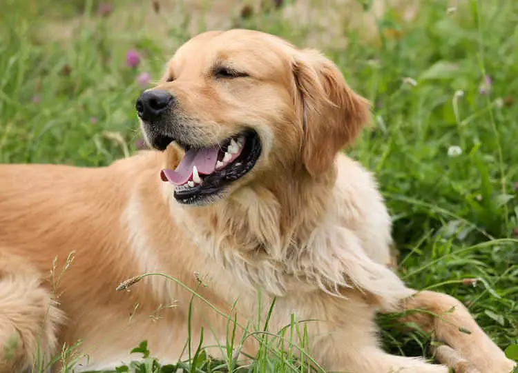 easiest dog breeds to train: Golden Retriever
