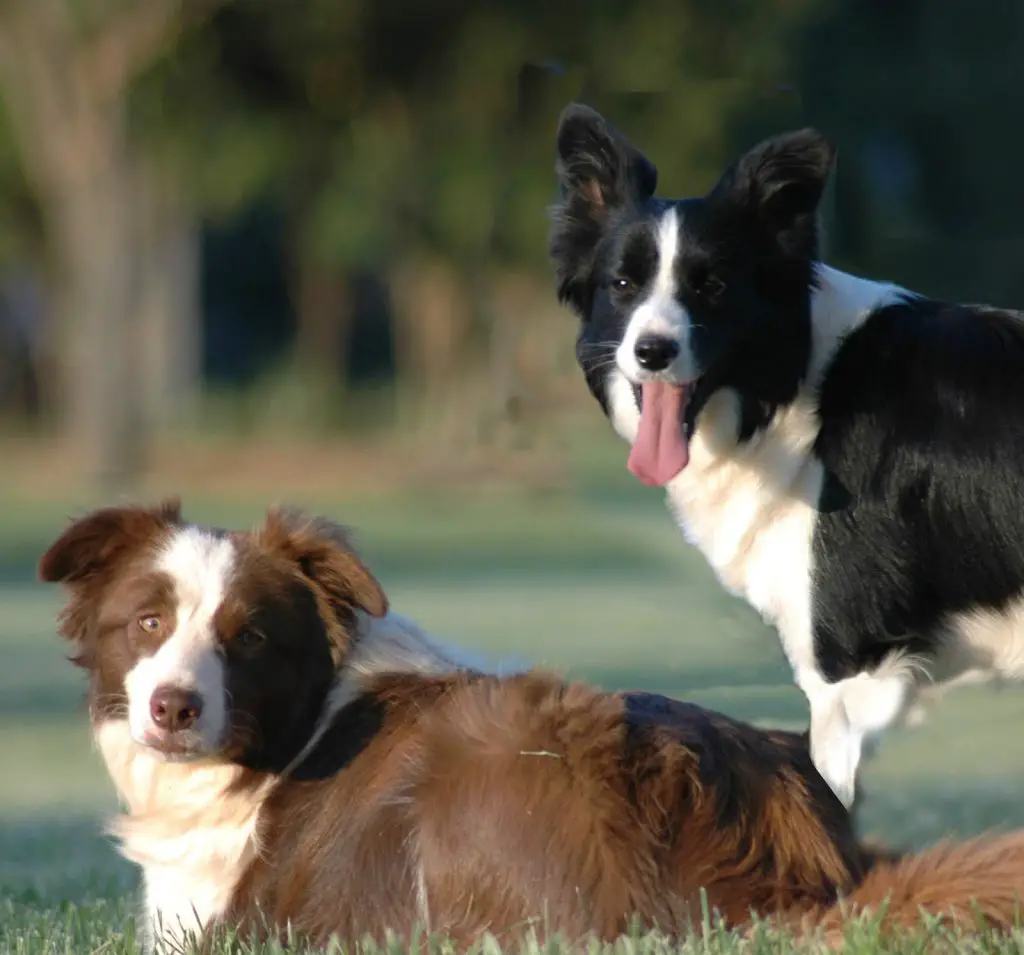 easiest dog breeds to train: Collie