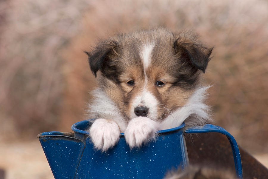 The 10 Easiest Dog Breeds to Train |