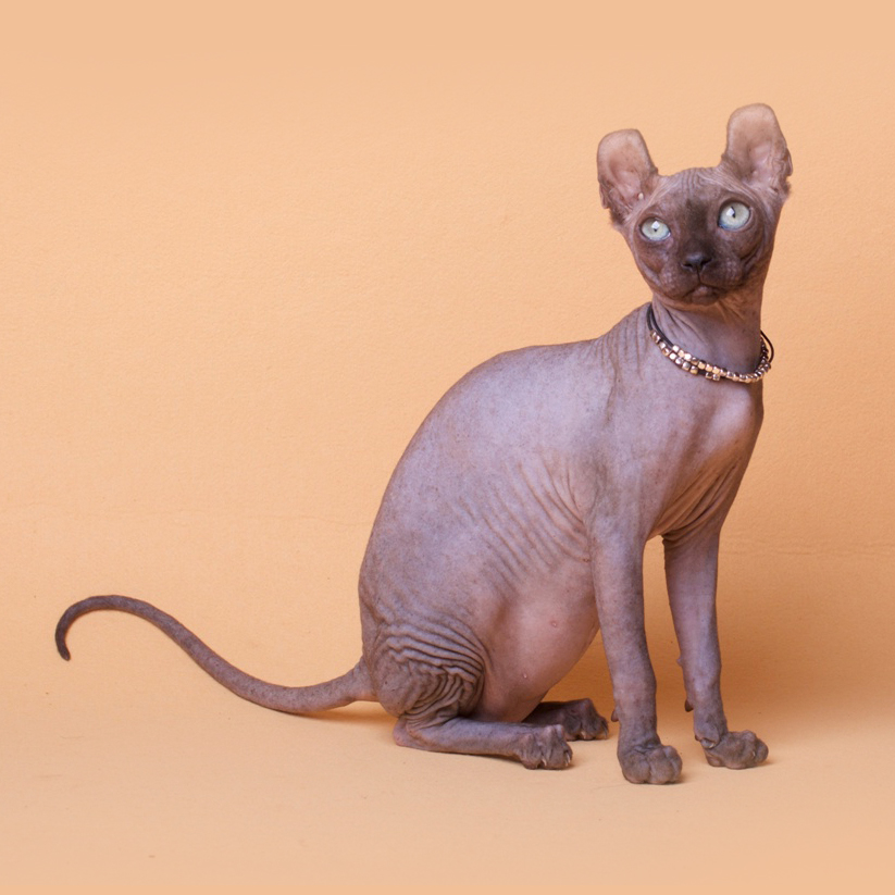 5 Hairless Cat Breeds that Can Definitely Steal Your Heart |