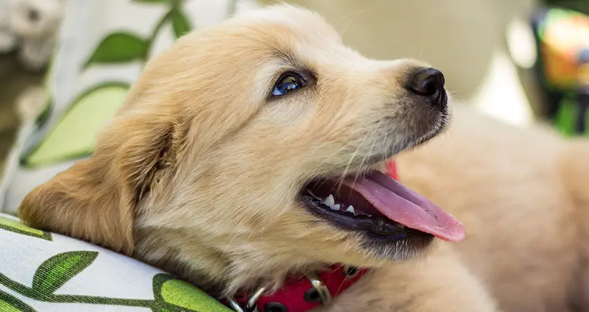 How to Clean Your Dog's Teeth in 7 Natural Ways |