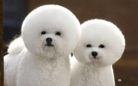 Top 14 Funny Dog Haircuts |