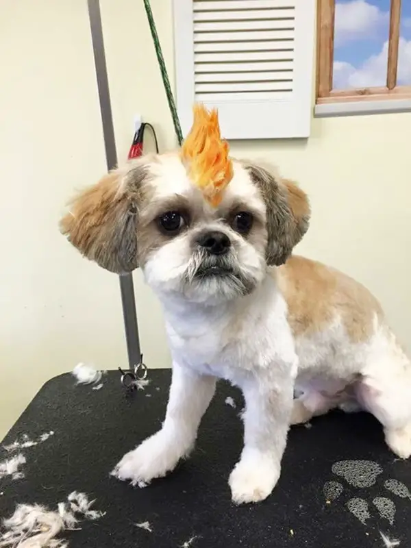 ridiculous dog haircuts