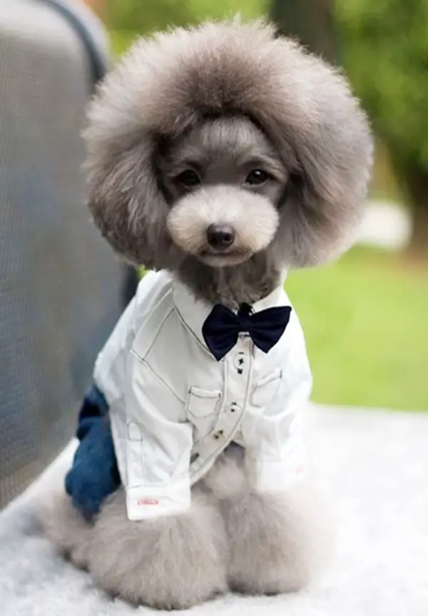 Top 14 Funny Dog Haircuts |