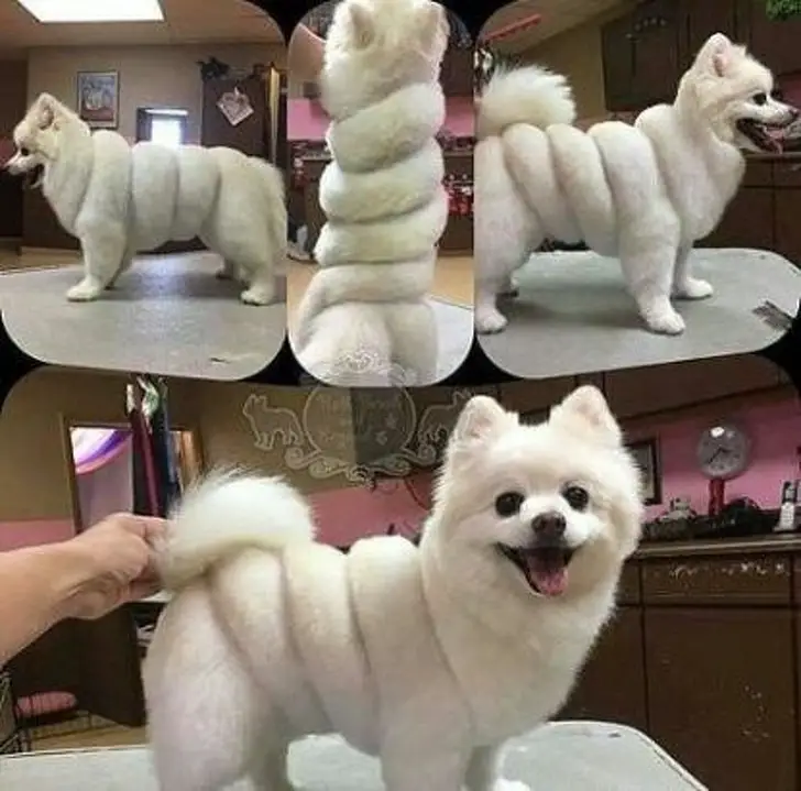 funny dog haircuts