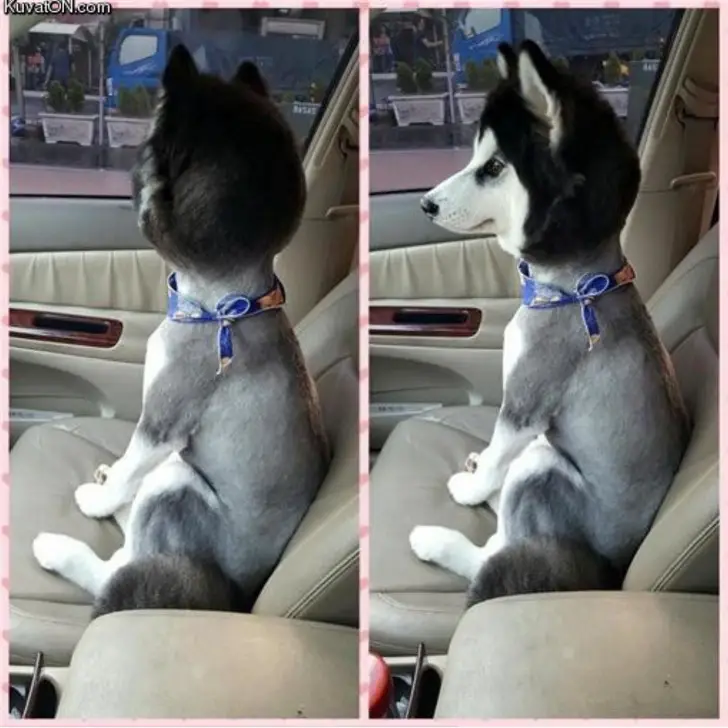 funny dog haircuts