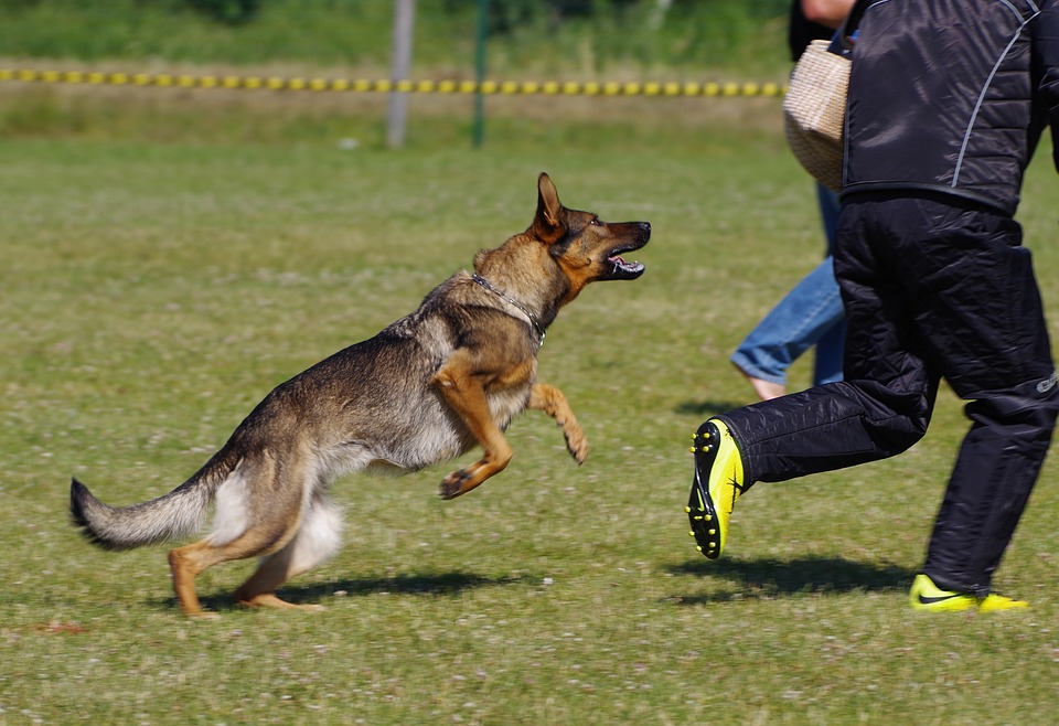 How to Train a Dog to Attack: 13 Guaranteed Steps |