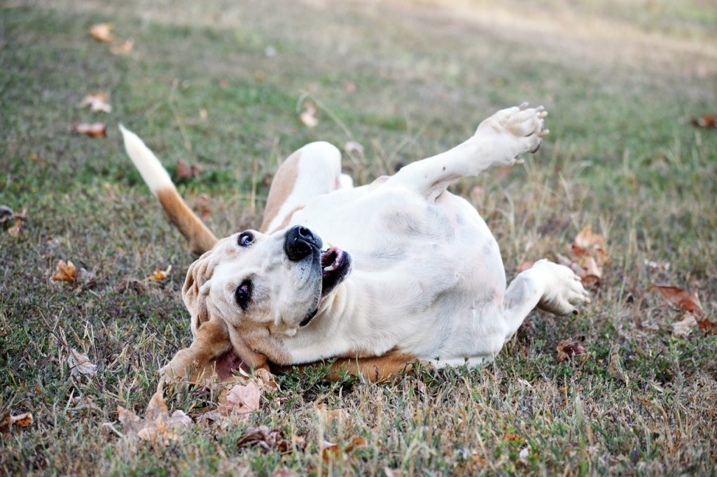 7 Hardest Dogs to Train for Dog Parents |